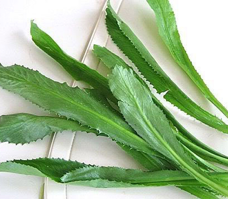 Công dụng của rau mùi tàu