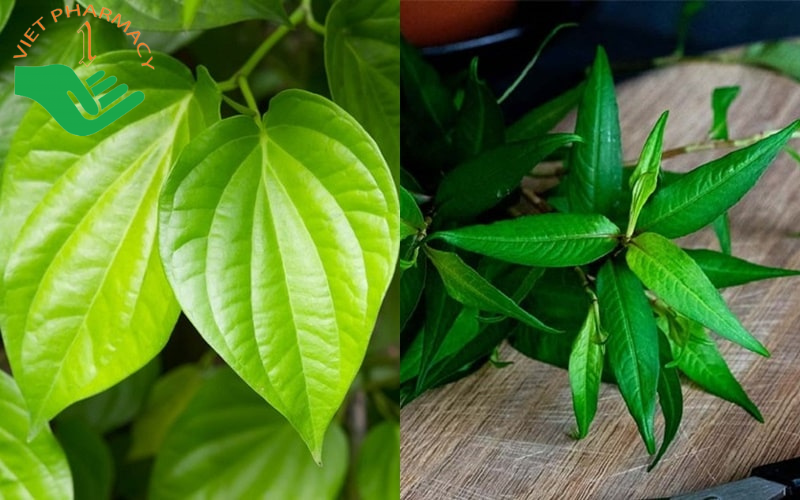 Rau răm và lá trầu không trị hà ăn chân
