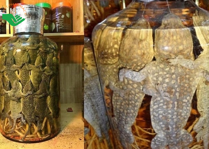 Rượu ngâm tắc kè