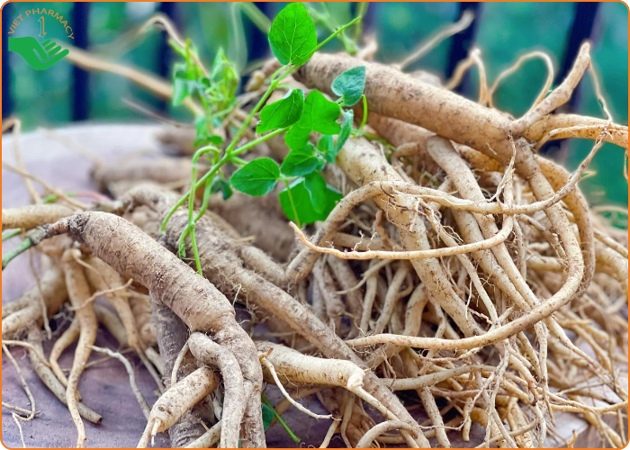 Sâm dây Ngọc Linh dùng để ngâm rượu