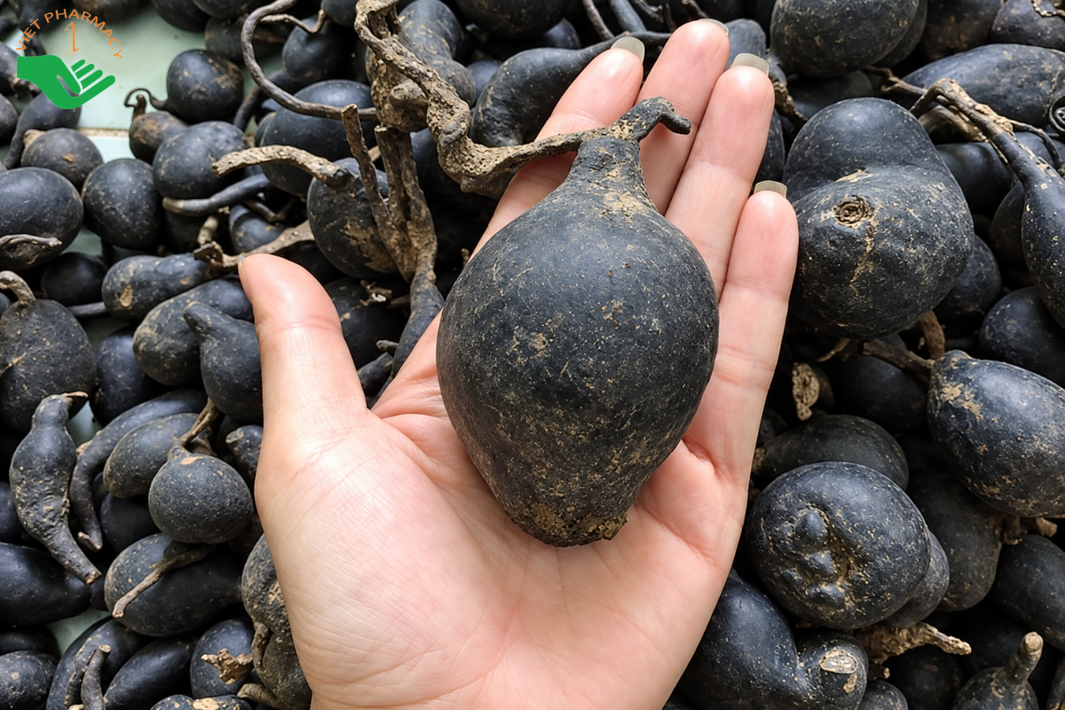 Sâm Ô Linh có tác dụng gì?
