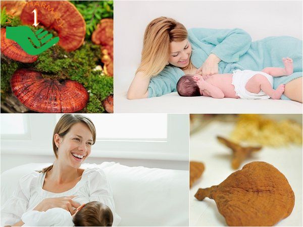 Nấm linh chi rất tốt với phụ nữ sau sinh