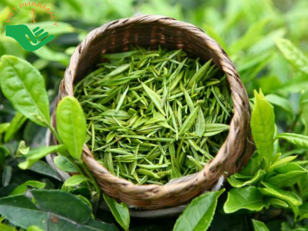Sử dụng lá chè xanh chữa dị ứng da mặt
