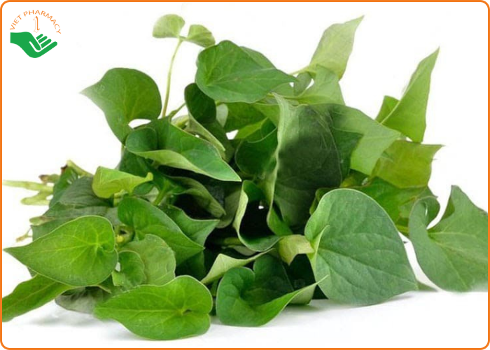 Sử dụng rau diếp cá chữa viêm phụ khoa cho bà bầu tại nhà