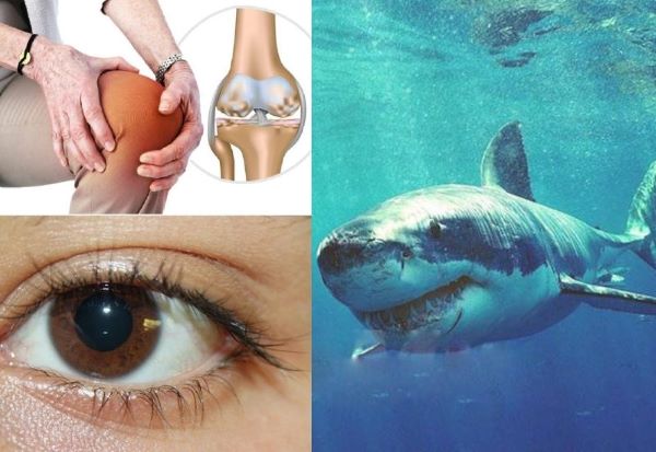 Các loại sụn cá mập tốt nhất hiện nay