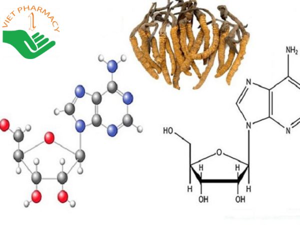 Cordycepin có trong trùng thảo thúc đẩy tuyến thượng thận hoạt động hiệu quả, bài tiết tốt