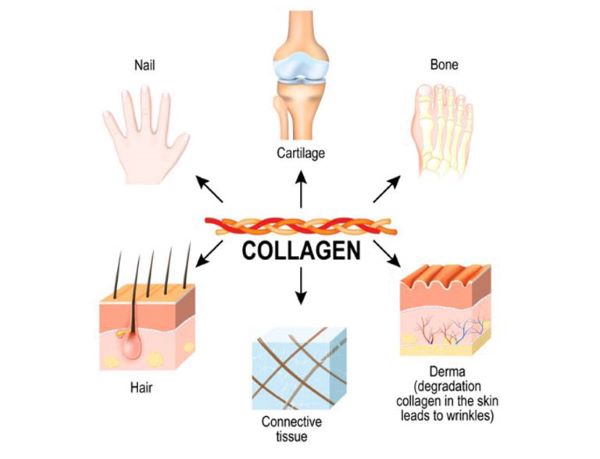 Tác dụng của collagen đối với cơ thể