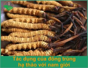 tac-dung-cua-dong-trung-ha-thao-voi-nam-gioi-thumb