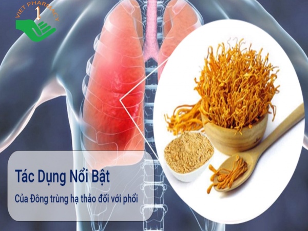 Loại thảo dược này có thể giúp giảm ho, long đờm, cải thiện phổi