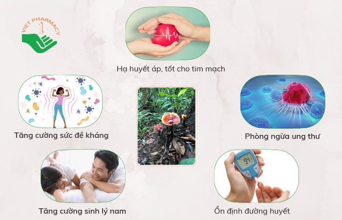 Tác dụng chính của nấm lim xanh
