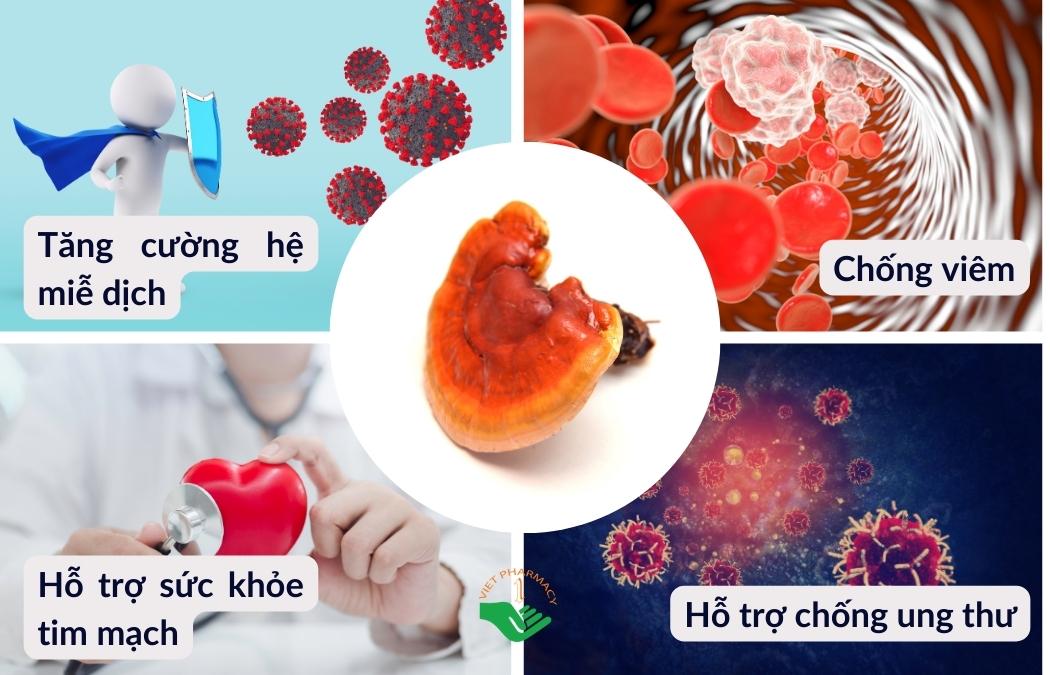 Một số tác dụng của nấm linh chi ngâm mật ong