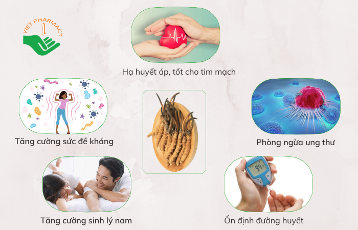 Tác dụng chính của đông trùng hạ thảo khô