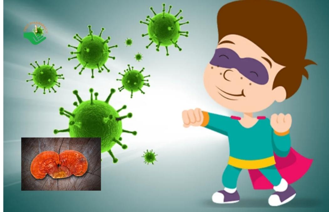 Tăng cường sức đề kháng - tác dụng nổi bật của nấm linh chi
