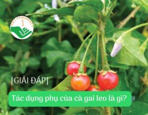 tac-dung-phu-cua-ca-gai-leo