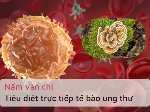 Nấm vân chi tác động trực tiếp lên tế bào ung thư