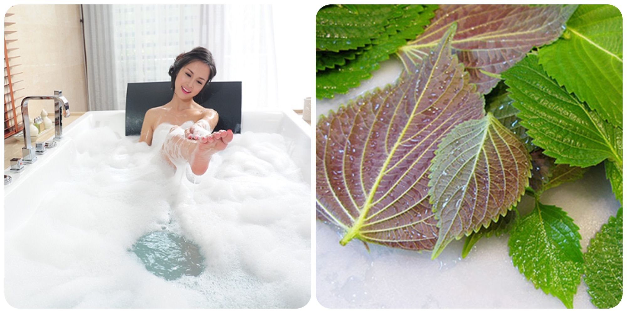 Tắm nước lá tía tô mang lại nhiều lợi ích cho làn da