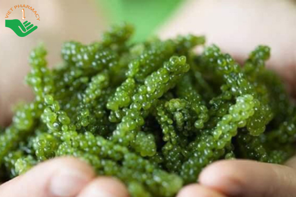 Tảo biển có nhiều công dụng và lợi ích tốt cho sức khỏe con người