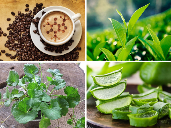 Thành phần thường có trong kem tan mỡ bụng