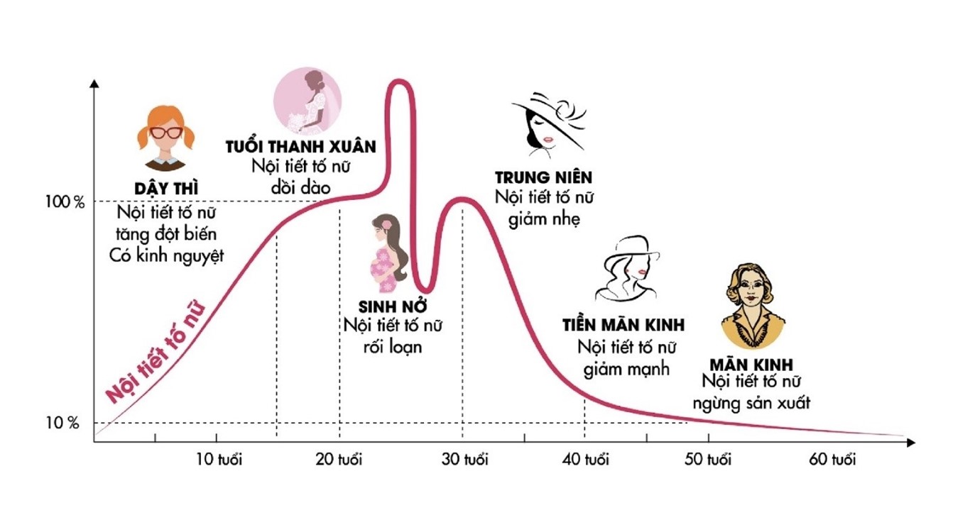 Biểu đồ của nội tiết tố Estrogen