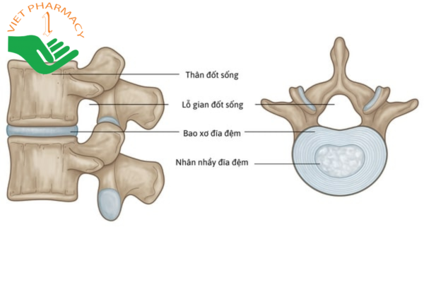 Đĩa đệm là một cấu trúc nằm giữa các đốt sống
