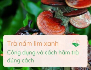 tra-nam-lim-xanh-cong-dung-va-cach-ham-tra-dung-cach