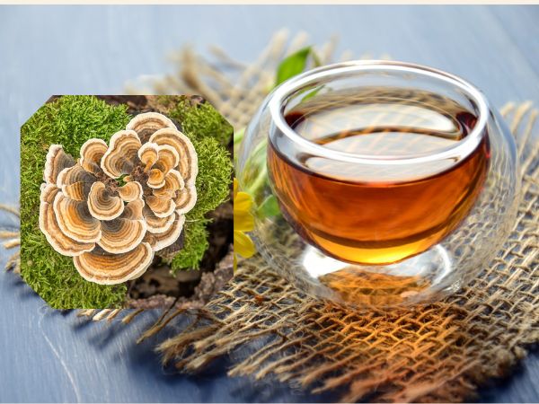 Nước sắc từ nấm vân chi