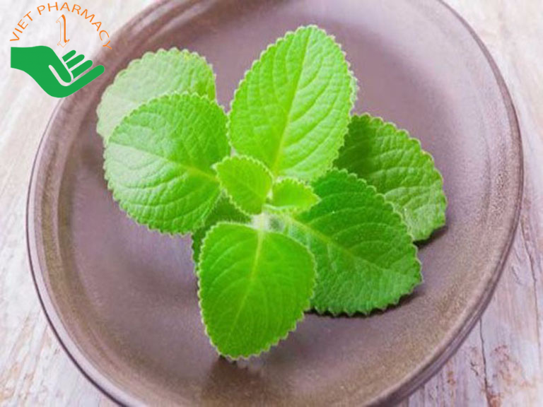 Trị ho bằng cách xông hơi lá húng chanh