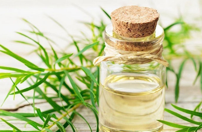 Tinh dầu tràm là nguyên liệu tuyệt vời để trị mụn ẩn