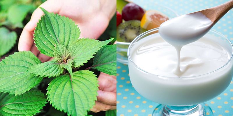 Trị nám bằng lá tía tô + sữa chua