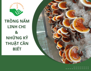 trong-nam-linh-chi-thumbnail