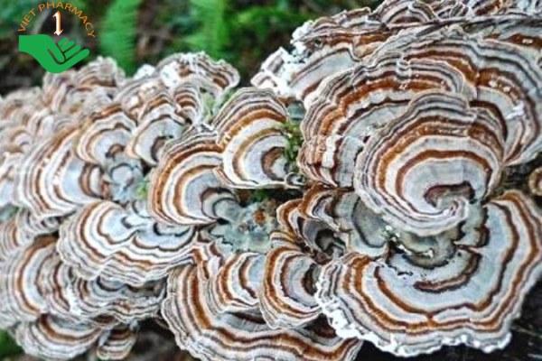 Nấm vân chi rất giàu chất chống oxi hóa