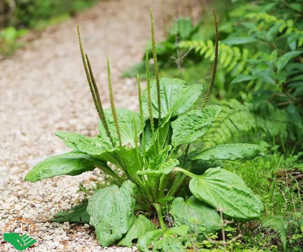 Cây mã đề là đáp án cho câu hỏi uống lá gì để mát gan bổ thận