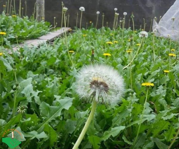 Cây bồ công anh có nhiều công dụng khác nhau