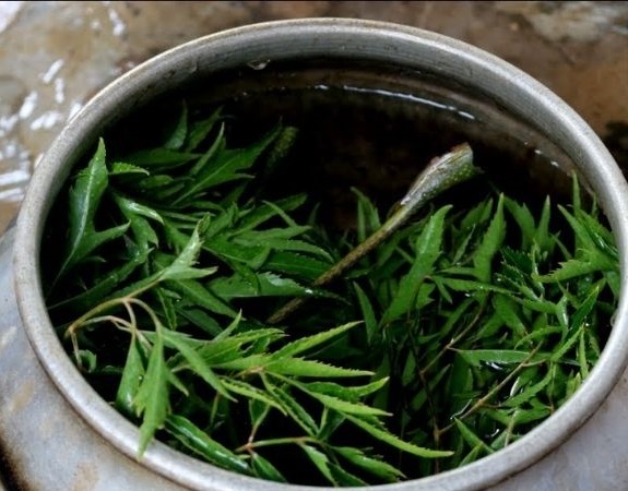 Uống lá đinh lăng chữa tắc tia sữa