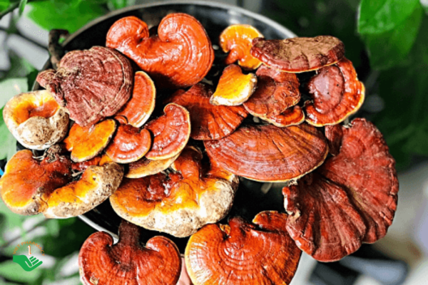 Nấm lim xanh với nhiều công dụng tốt đáng kinh ngạc
