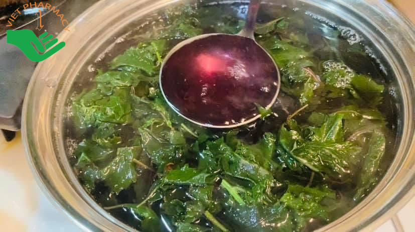 Uống nước lá kinh giới, tía tô có tác dụng làm ra mồ hôi, trị cảm gió