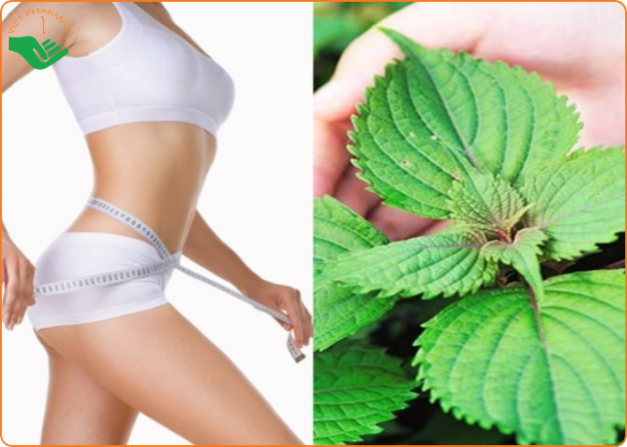 iệc uống nước tía tô có thể góp phần thúc đẩy quá trình giảm cân diễn ra nhanh chóng và bền vững hơn