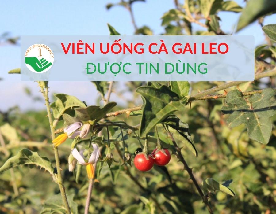 TOP 5 viên uống cà gai leo giải độc gan được tin dùng