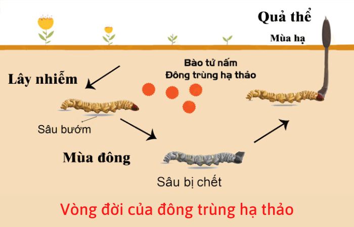 Chu trình sinh trưởng của đông trùng hạ thảo