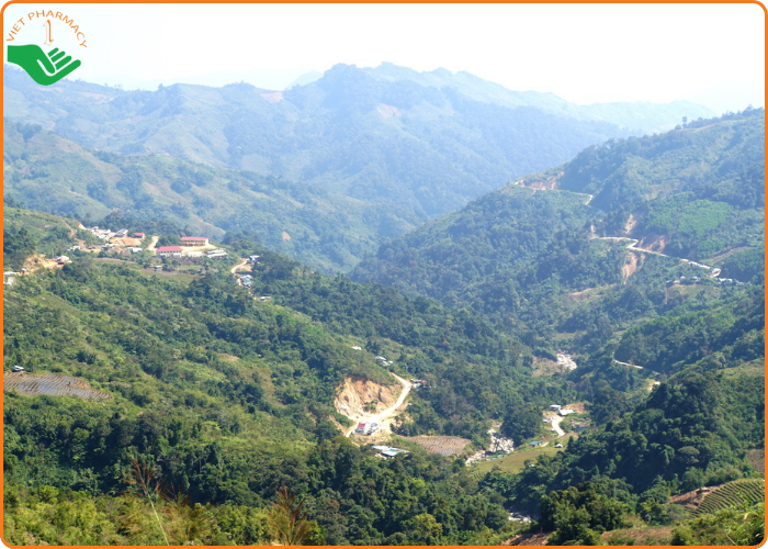 vung-nui-ngoc-linh-que-huong-cua-sam-day-ngoc-linh Vùng núi Ngọc Linh - Quê hương của Sâm dây Ngọc Linh