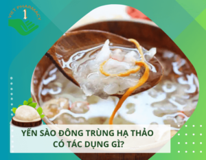 yen-sao-dong-trung-ha-thao-co-tac-dung-gi-thumbnail