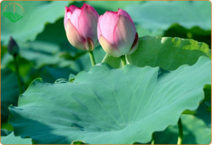 Hoạt chất nuciferin và flavonoid trong lá sen giúp ngăn chặn tích tụ mỡ trong cơ thể