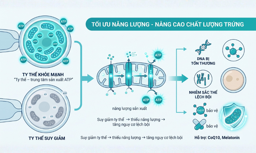 Cấu trúc ty thể và cơ chế sản xuất năng lượng ATP trong tế bào