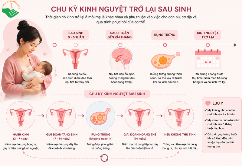 Chu kì kinh nguyệt trở lại sau sinh