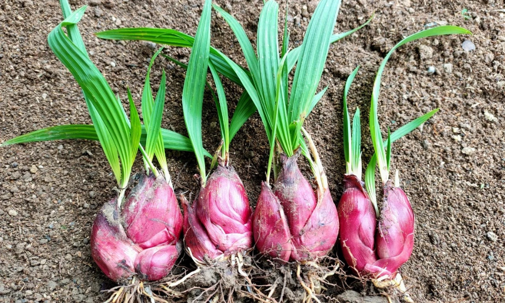 Bộ phận được dùng làm thuốc chủ yếu là phần thân hành, tức phần củ phình to dưới đất