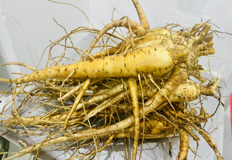 Hình ảnh cây sâm bố chính