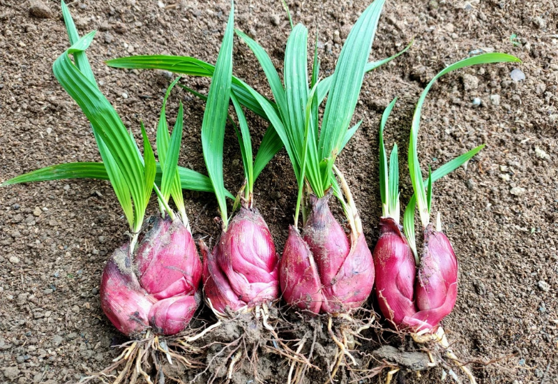 Hình ảnh cây sâm đại hành