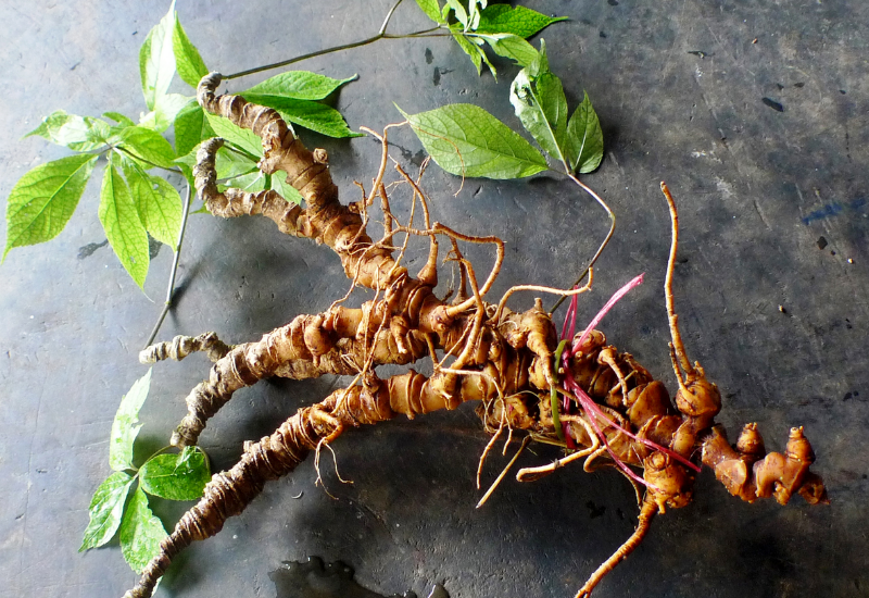 Hình ảnh cây sâm Ngọc Linh