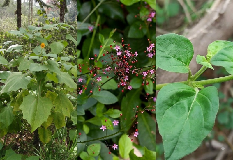khoai sâm đất, thổ nhân sâm, sâm quy bầu 