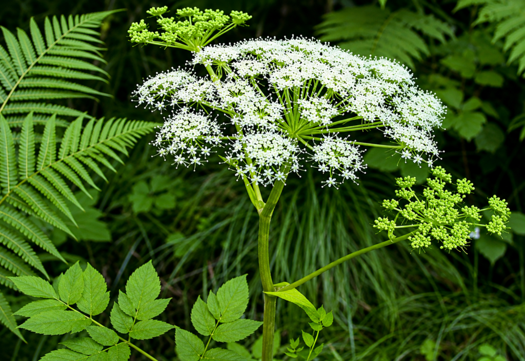Sâm đương quy (tên khoa học: Angelica sinensis)